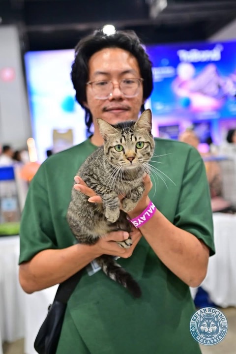 Handler holding a tabby cat at a cat show