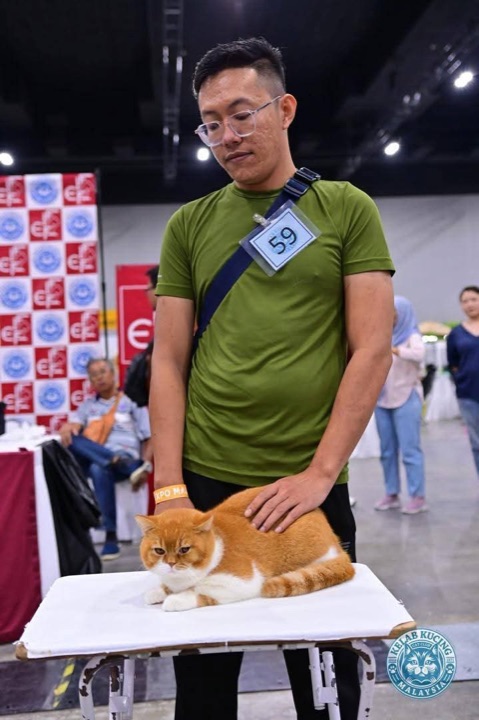 Handler presenting an orange and white cat on the judging table