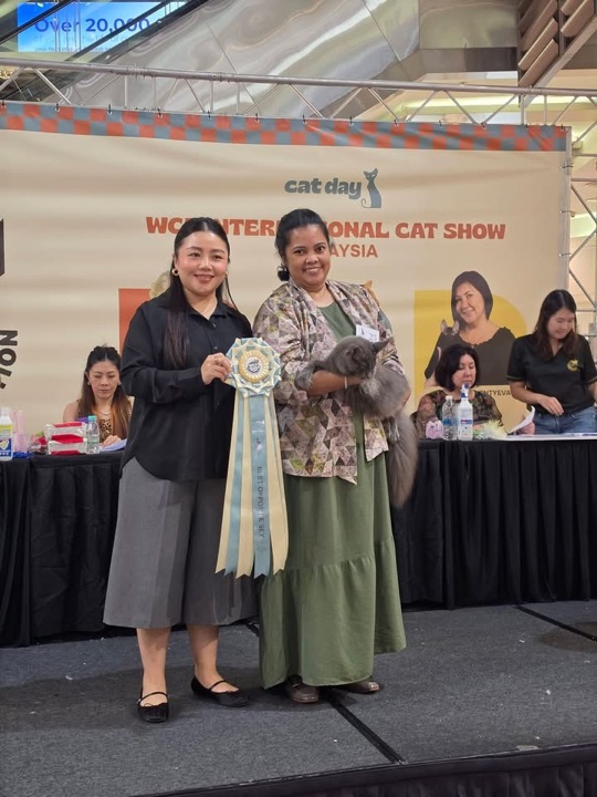 Best Opposite Sex rosette at the WCF International Cat Show