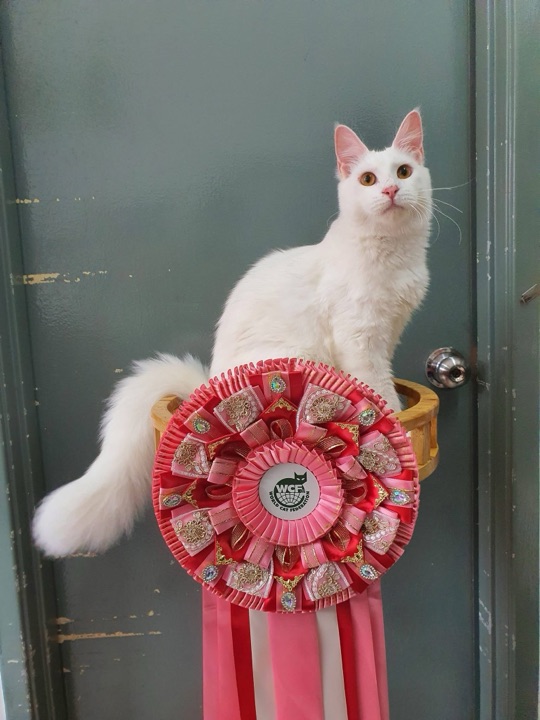 White cat with a WCF rosette
