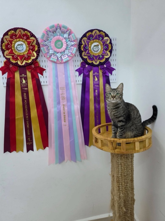 Tabby cat in front of three WCF rosettes including Best in Show